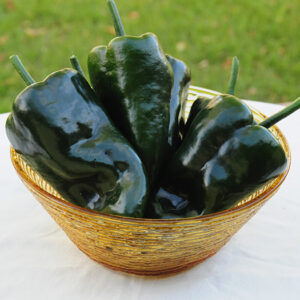 Pepper Hot - Ancho/Poblano