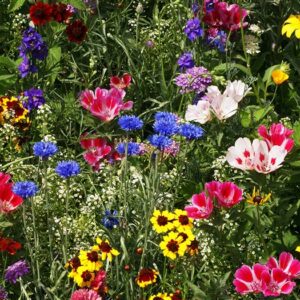 Pollinator Mix