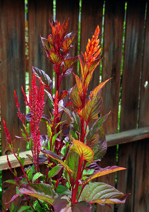 Celosia Forest Fire Seeds