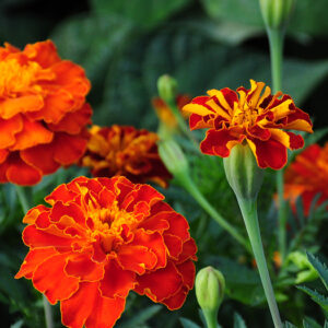 Marigold - Sparky French Double Dwarf Mixed