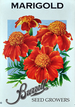 French Single Marigold seeds