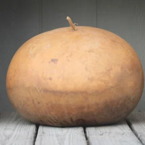 Gourd - Bushel