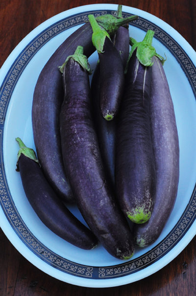 Italian Heirloom Eggplant, Indian Eggplant