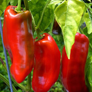 Pepper Sweet - Giant Marconi Red