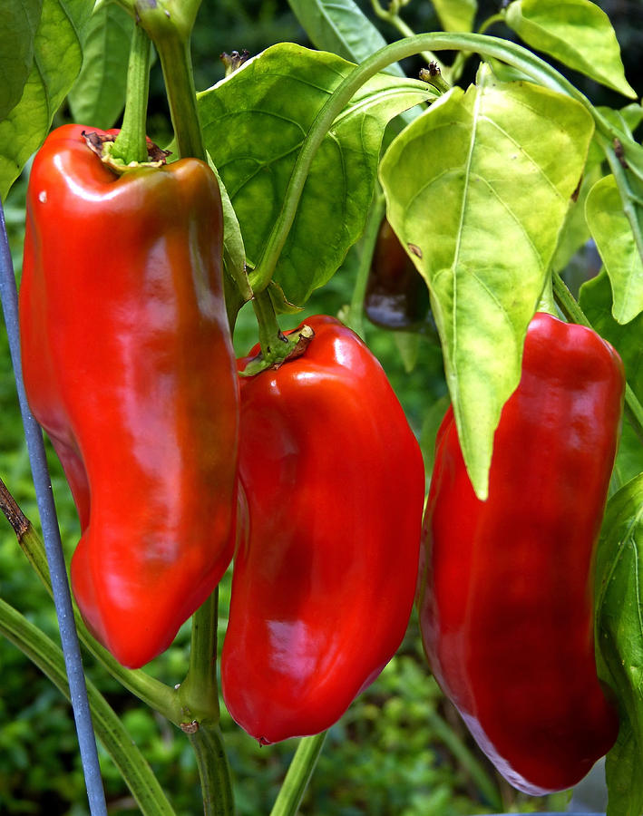 abstraktion stål Bred rækkevidde Pepper, Sweet – Giant Marconi Red - Burrell Seeds Retail and in bulk
