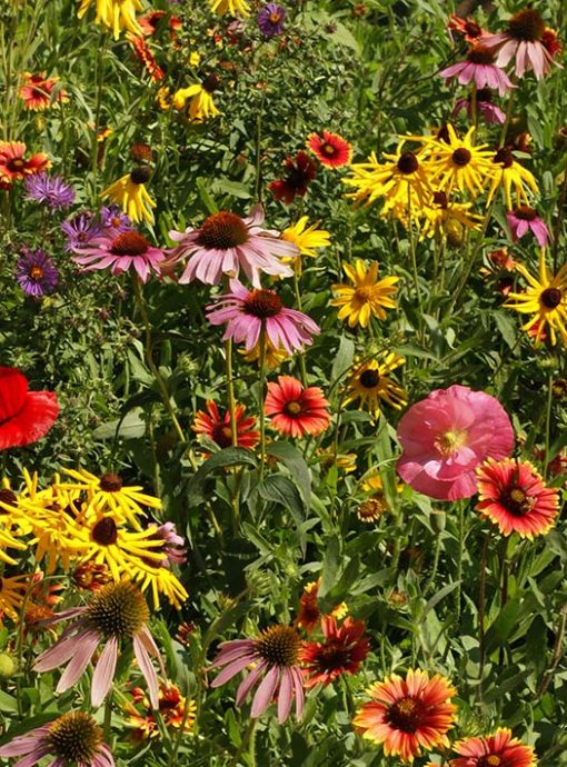 Midwest Wildflower Mix Seeds