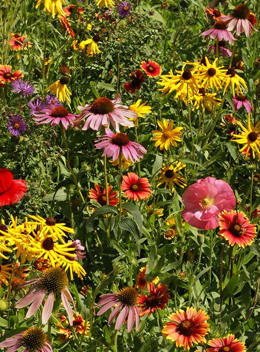 Mid-West Wildflower Seed Mix