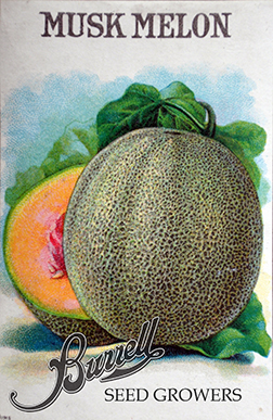 Orange Flesh Honeydew Melon – MIgardener