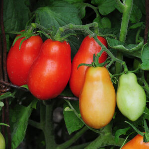 Tomato - Rio Grande Roma