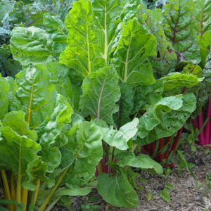 Swiss Chard - Rainbow