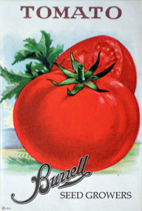 Tomato – Heat Master - Burrell Seeds Retail and in bulk