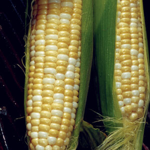 Corn Sweet - Trinity SE