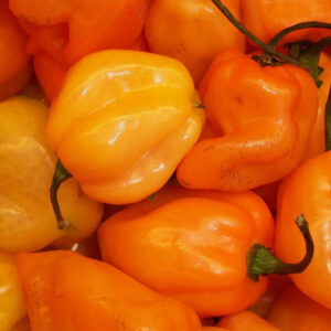 Pepper Hot - Habanero Orange