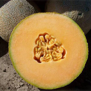 Cantaloupe - San Juan F1 Hybrid