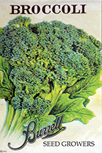 Broccoli - Waltham 29