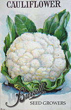 Cauliflower - Snowball Early