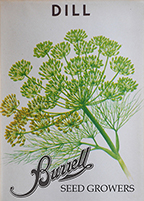 Herb - Dill, Bouquet