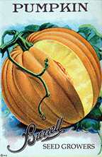 Pumpkin - Connecticut Field