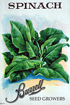 Spinach - Bloomsdale Long Standing