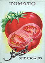 Tomato - Brandywine Pink