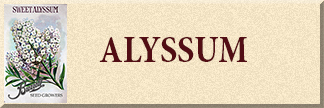 Alyssum Seeds