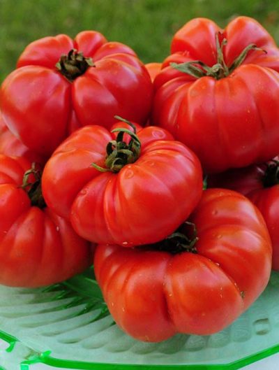 Ruffino's Favorite Tomato Seeds
