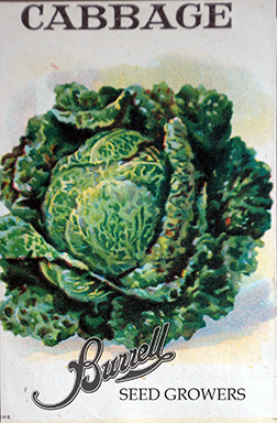 Savoy Cabbage Seeds