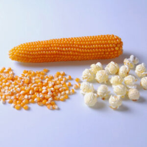 Corn Popcorn - Robust Mushroom R400MR