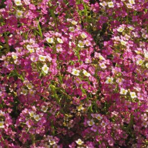 Alyssum - Dwarf Pink