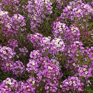 Alyssum - Dwarf Purple