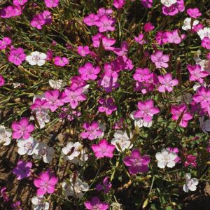 Dianthus - Maiden Pinks