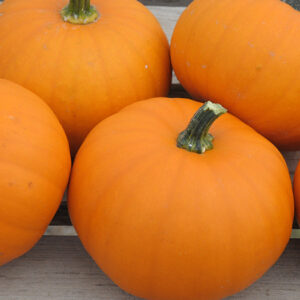 Pumpkin - Little October - Treated Seed