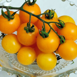 Tomato Cherry - Patio Choice Yellow