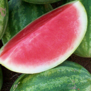 Watermelon - Premont Seedless Hybrid