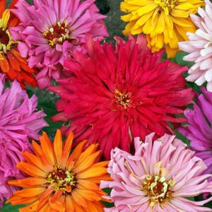 Zinnia - Cactus Flower Mix