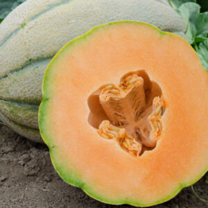 Cantaloupe - Pancho Grande F1 Hybrid