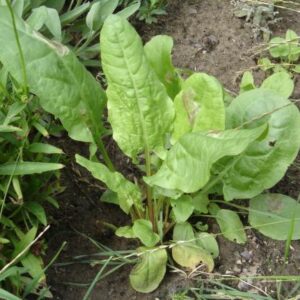 Herb - Sorrel, Large Leaf