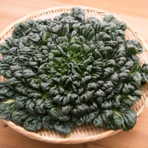 Greens - Tatsoi Cabbage