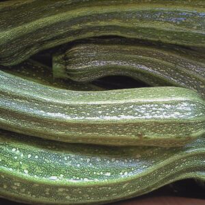 Squash Zucchini - Costata Romanesco