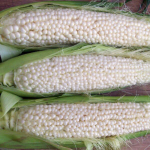 Corn Roasting - Country Gentleman Shoepeg Corn