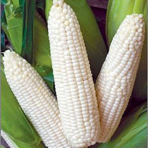 Corn Roasting - Trucker's Favorite White