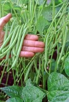 Bush Green Beans