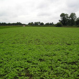 Cover Crop Mixes