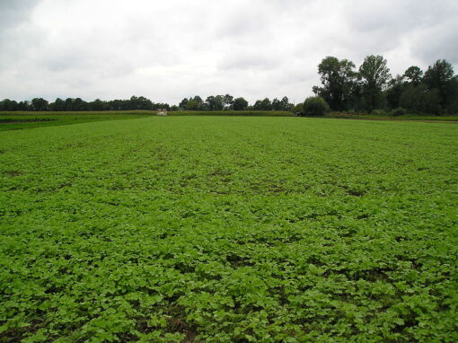 Field with cover crop