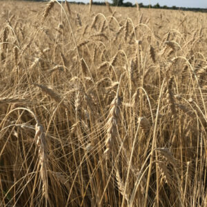 Wheat - Turkey Red Heirloom