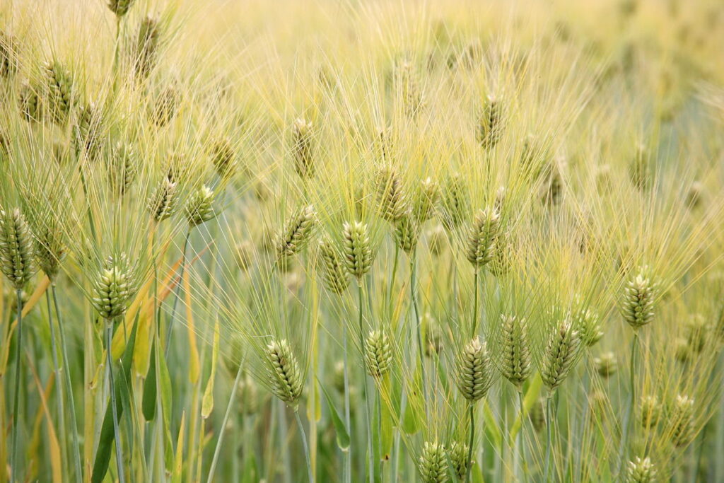 Barley - Spring