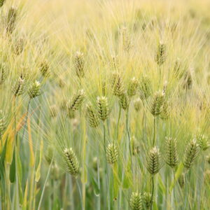 Barley - Winter