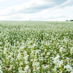 Buckwheat