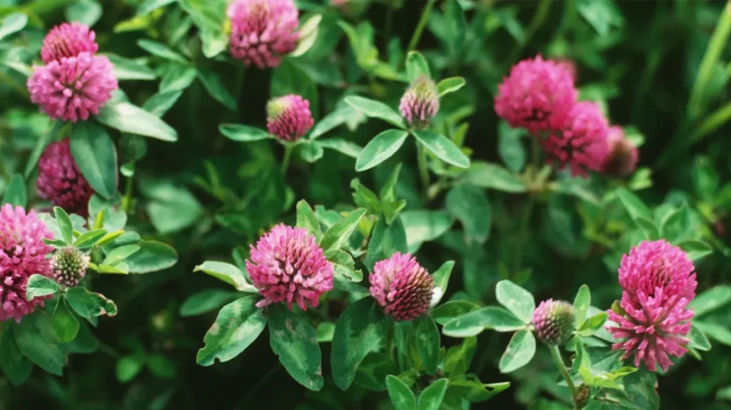 Clover - Red Medium