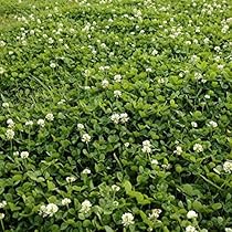 Clover - White Dutch